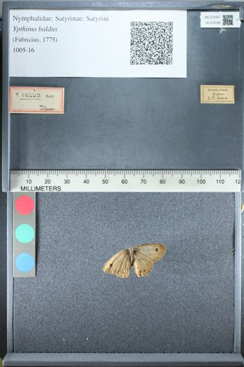 Media type: image;   Entomology 153728